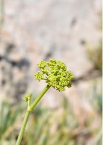 Rock Sea Fennel Blossom – Maritime Wildkräuterblüte für Deko & Aroma See Gemüse Obstwelt 