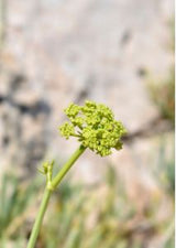 Rock Sea Fennel Blossom – Maritime Wildkräuterblüte für Deko & Aroma See Gemüse Obstwelt 