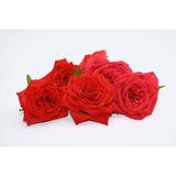 Rose rot Gewürz Obstwelt 