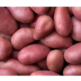 Roseval Kartoffeln – rote Gourmetkartoffeln mit feinem Aroma Gemüse Obstwelt 