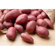 Ganze Roseval Kartoffeln mit glatter roter Schale