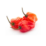 Rote Habanero – Karibische Chili mit fruchtiger Schärfe chili Obstwelt 
