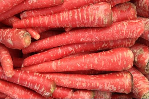Rote Karotten als farbstarkes Wurzelgemüse für kreative Küche