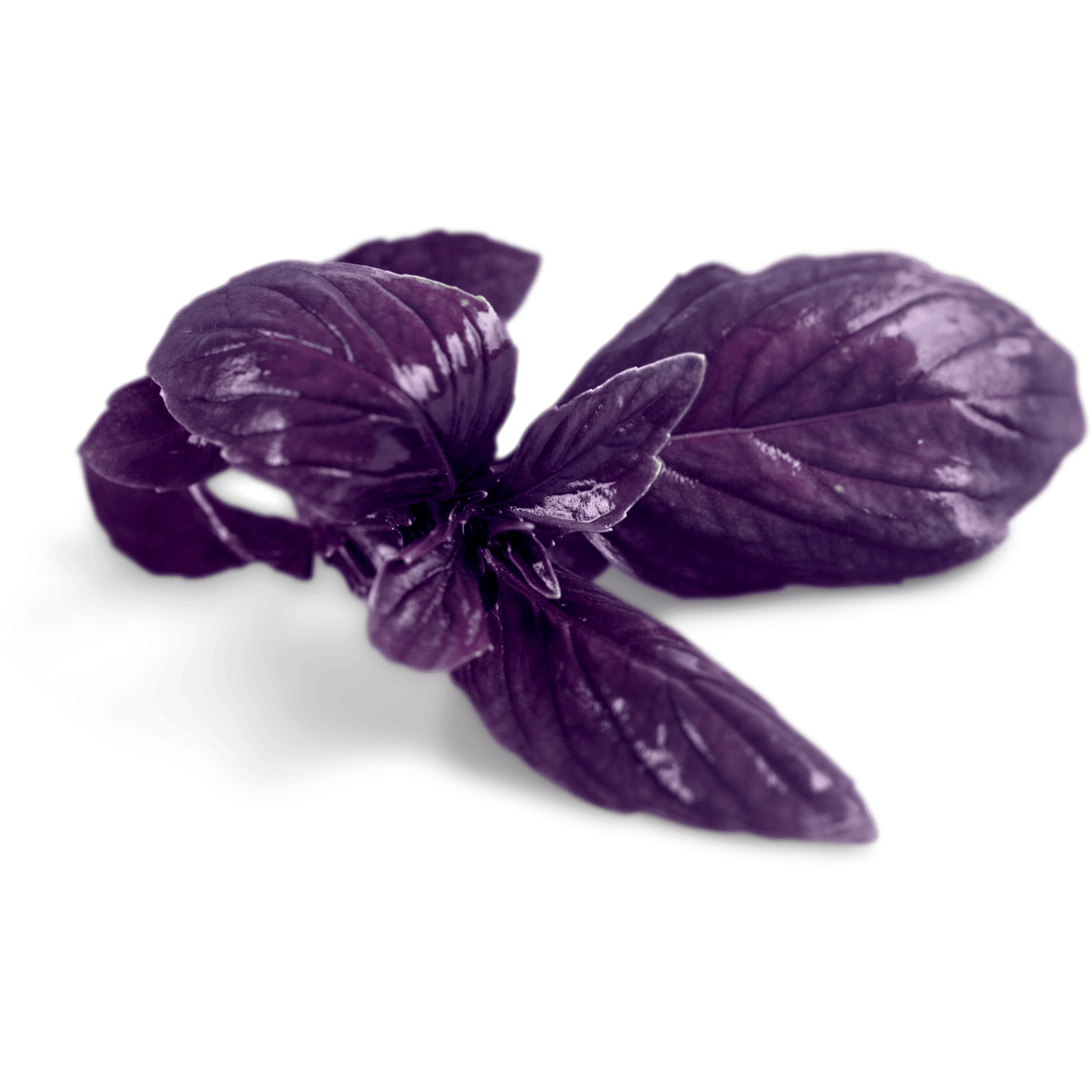 Rotes Basilikum – aromatisch und dunkelviolett - Obstwelt