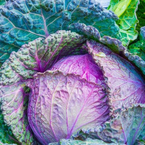 Rotkohl Gemüse Obstwelt 