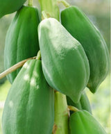 Salatpapaya grüne Papaya mit fester Schale und hellem Fruchtfleisch