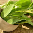 Salbei – Würziges Kraut, mediterrane und herzhafte Gewürz Obstwelt 