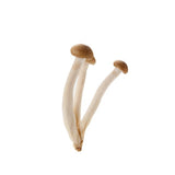 Shimeji Braun – Zarte Asia-Pilze mit feinem, nussigem Aroma Pilze Obstwelt 