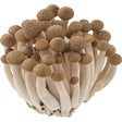 Shimeji Braun – Zarte Asia-Pilze mit feinem, nussigem Aroma Pilze Obstwelt 
