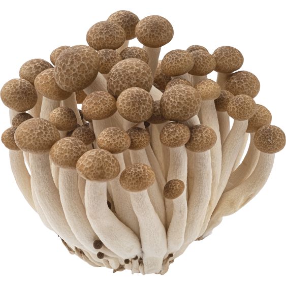 Shimeji Braun – Zarte Asia-Pilze mit feinem, nussigem Aroma Pilze Obstwelt 