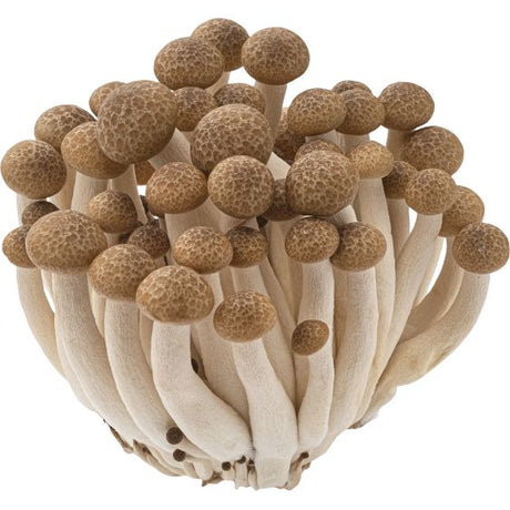 Shimeji Braun – Zarte Asia-Pilze mit feinem, nussigem Aroma Pilze Obstwelt 