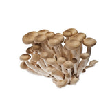 Shimeji Braun – Zarte Asia-Pilze mit feinem, nussigem Aroma Pilze Obstwelt 