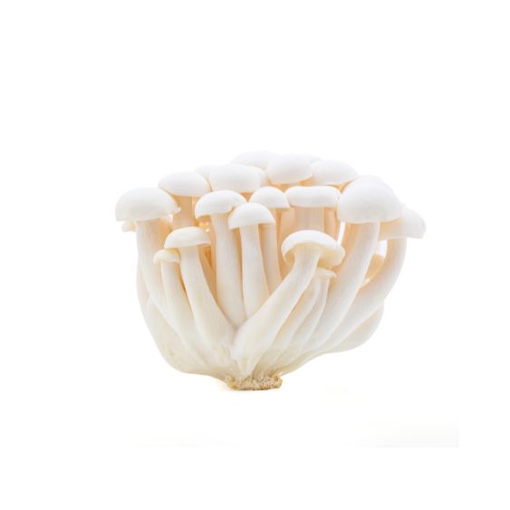 Shimeji Weiß – Zarte Edelpilze mit mild-nussigem Aroma Pilze Obstwelt 