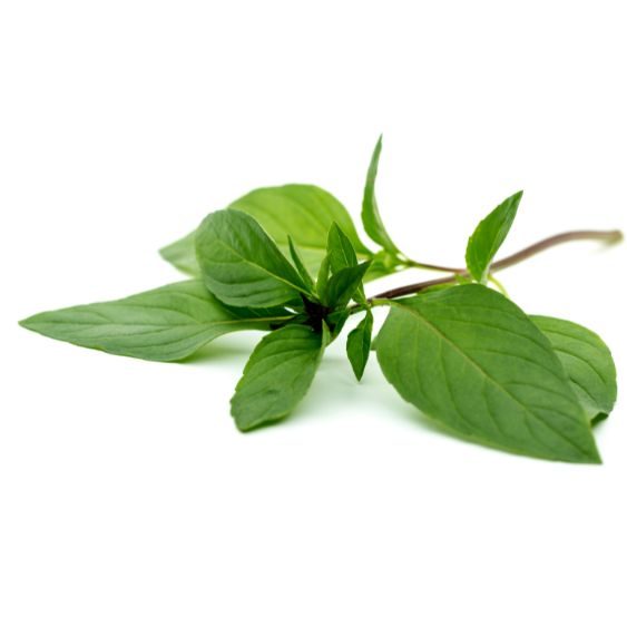 Thai Basilikum – Intensiv-würzig für Wok, Currys Gewürz Obstwelt 