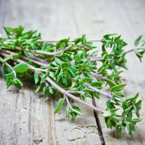 Thymian – Würziges Kraut Gewürz Obstwelt 