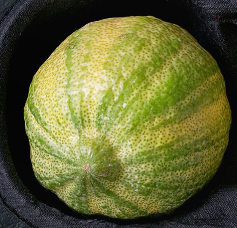 Tigerzitronen – Gestreifte Zitrus-Rarität mit intensivem Aroma Obst Obstwelt 