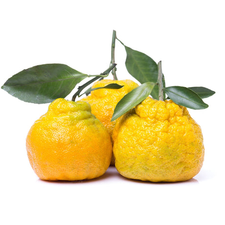 Ugli Frucht – Exotische Zitrusfrucht mit süß-herbem Aroma Exoten Obstwelt 