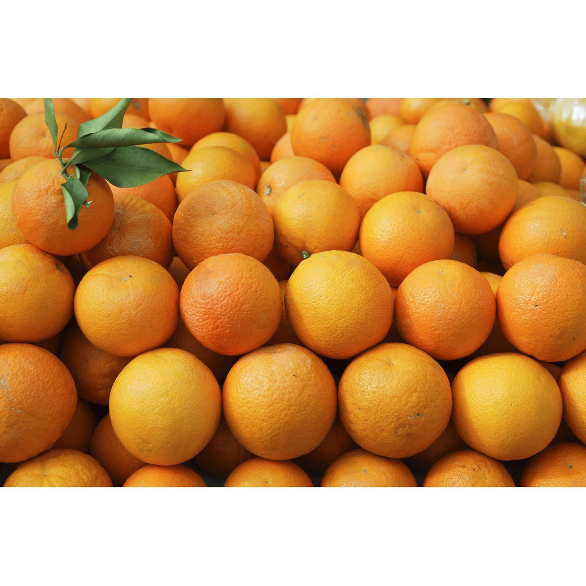 Valencia-Orangen – saftig-süß für Genuss und Saft - Obstwelt