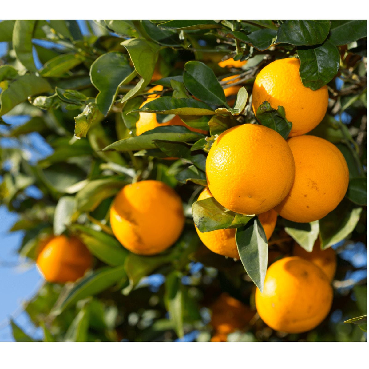 Valencia-Orangen – saftig-süß für Genuss und Saft - Obstwelt