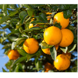 Valencia-Orangen – saftig-süß für Genuss und Saft - Obstwelt