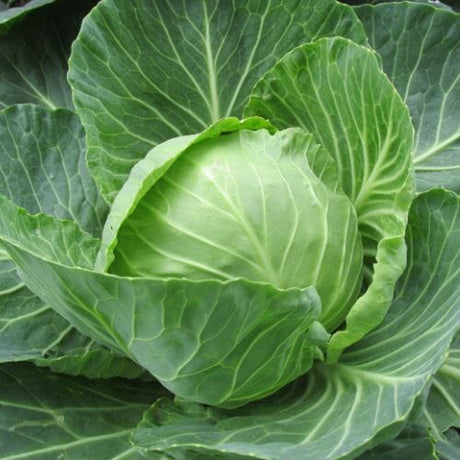 Weißkohl – knackiger Kohl für Salat und Eintopf - Obstwelt