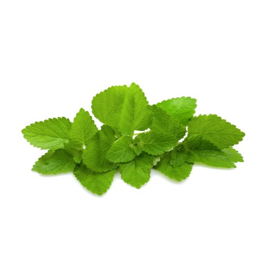 Zitronenmelisse – Erfrischendes Heilkraut für Tee & Desserts Gewürz Obstwelt 