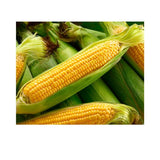 Zuckermais – Süß, zart & frisch geerntet für Grill & Küche Gemüse Obstwelt 