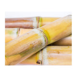 Zuckerrohr – Exotische Süße Exoten Obstwelt 